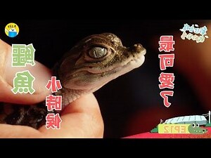 鱷魚 風水
